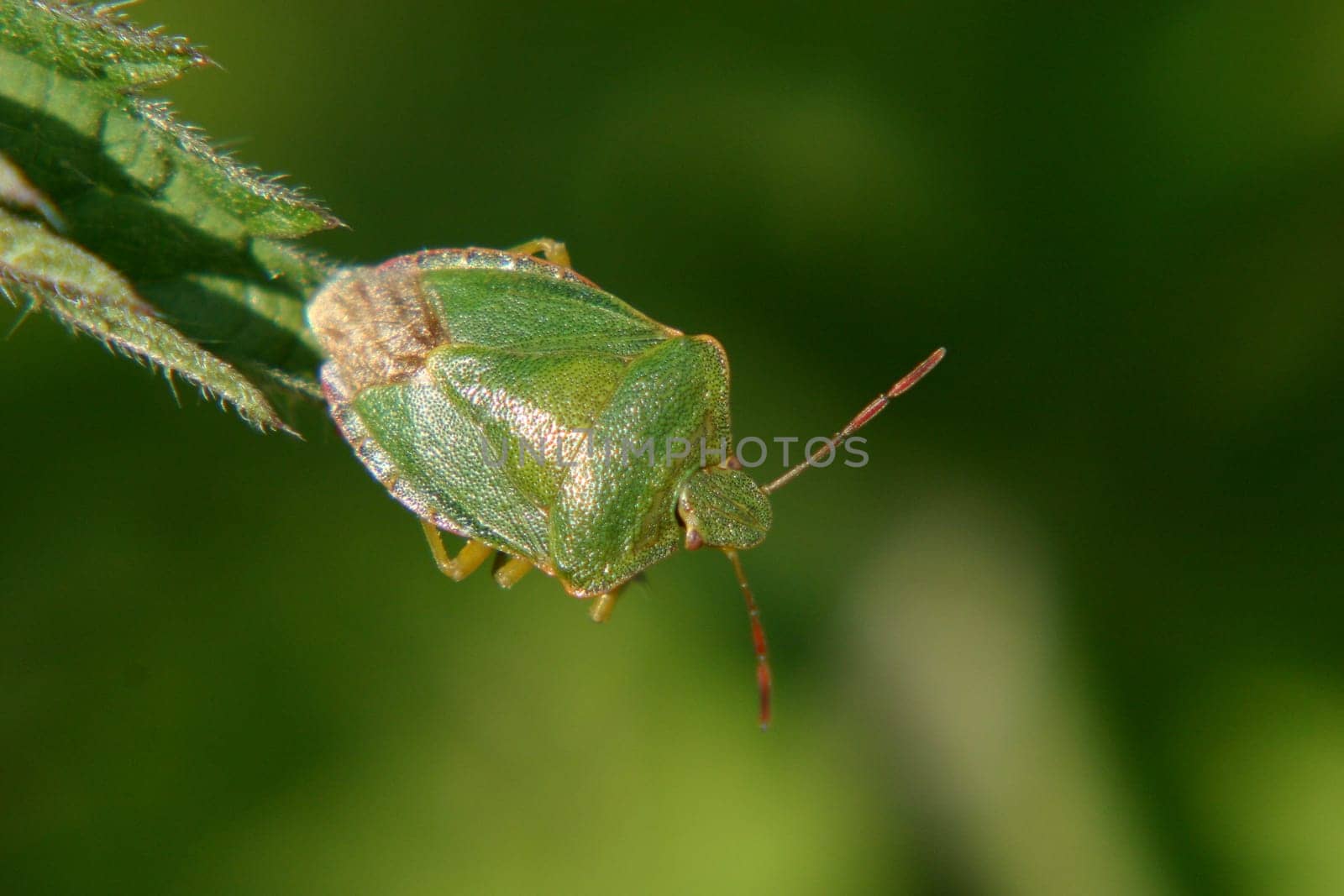 Palomena prasina