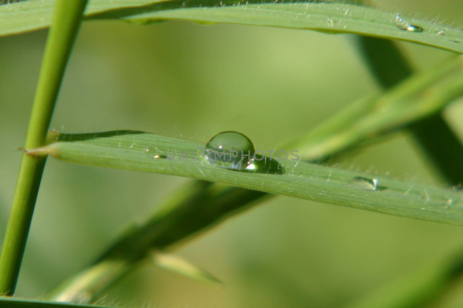 Drops on a blade of grass