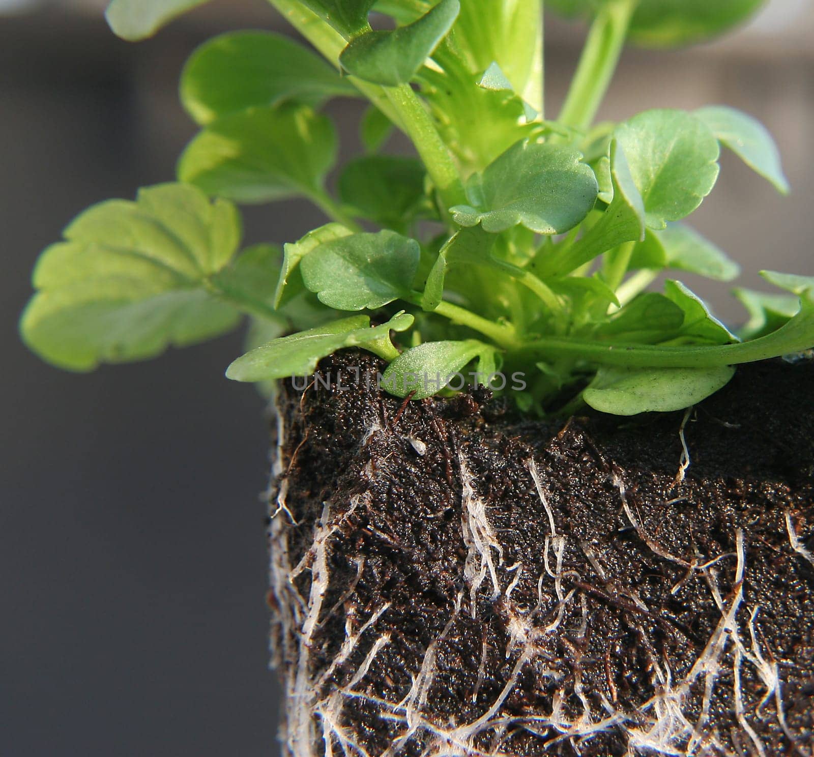 Growth
