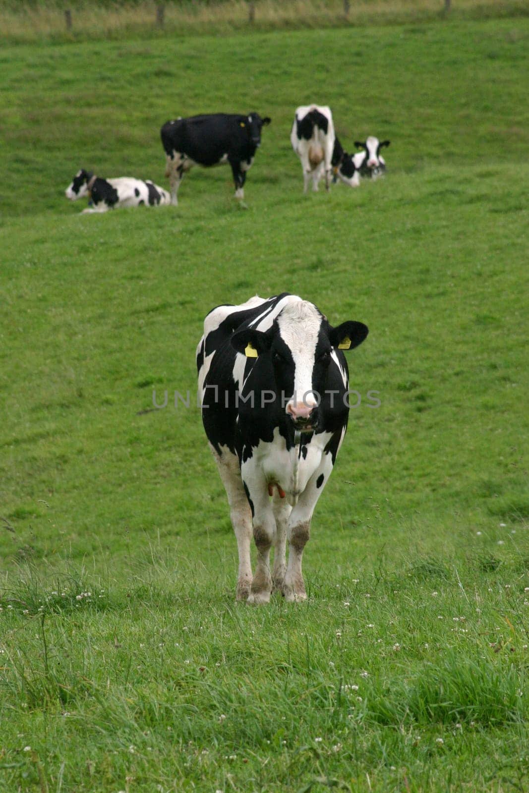 Cows