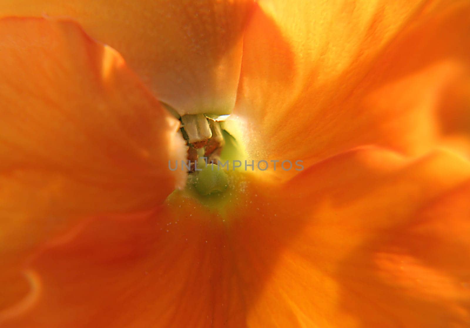 with the new close-up lens. . .