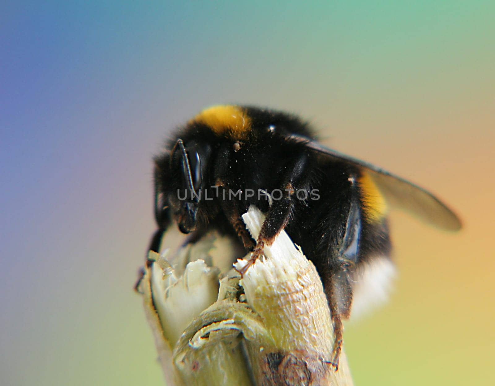 first attempts at macro images