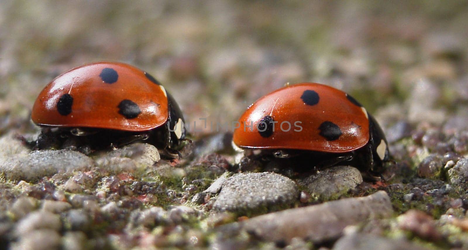 my first photomontage - macro