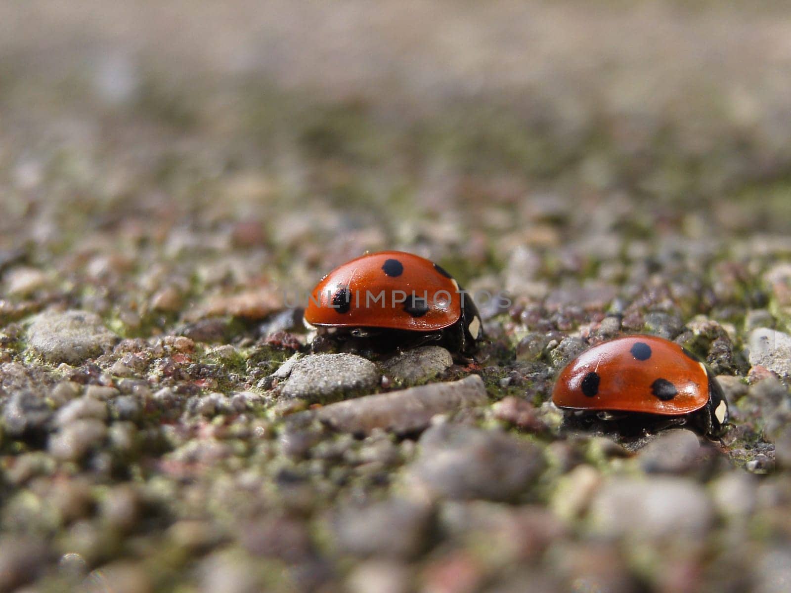 Photomontage - Macro -
