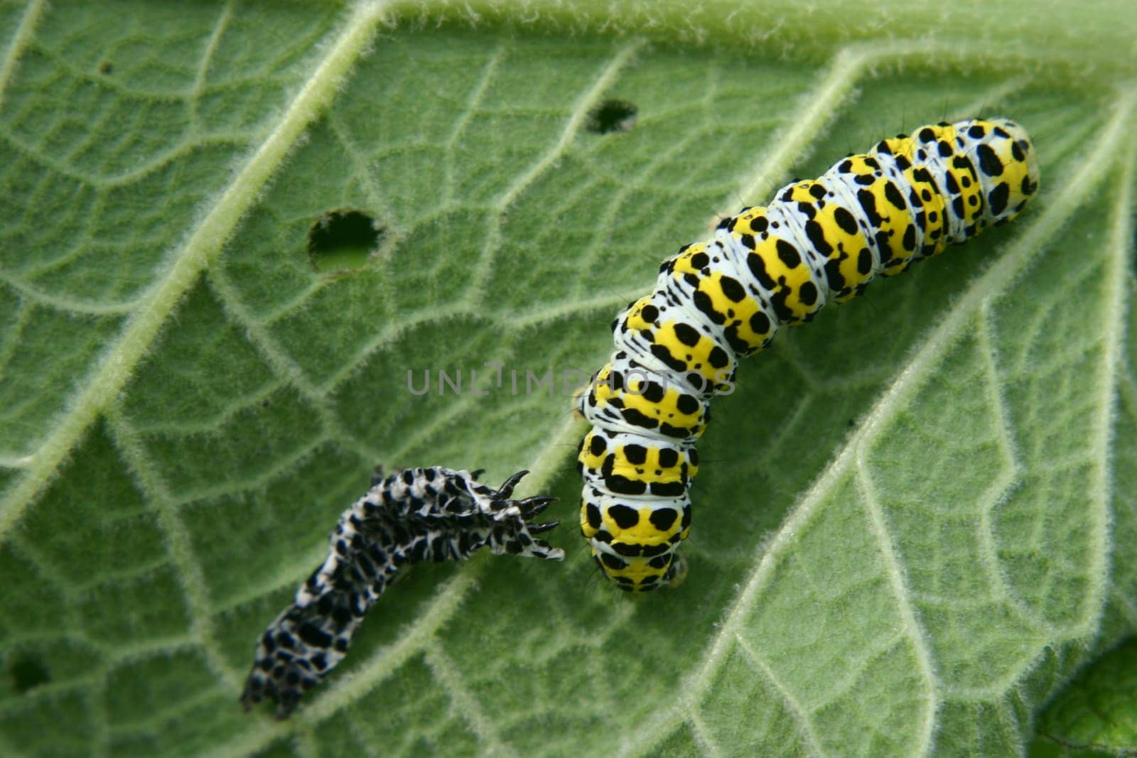 Caterpillar of the mullein monk