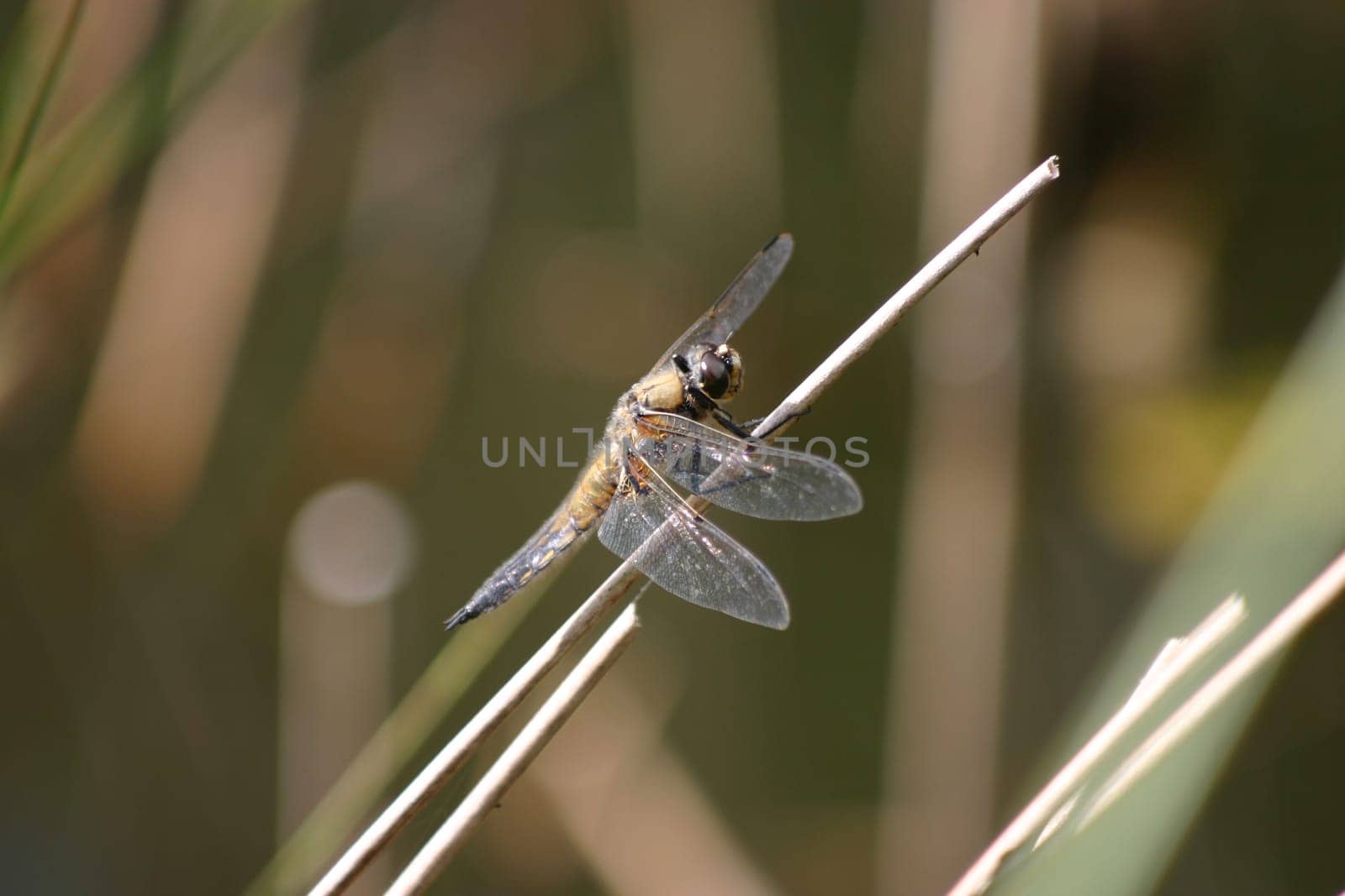 Dragonfly