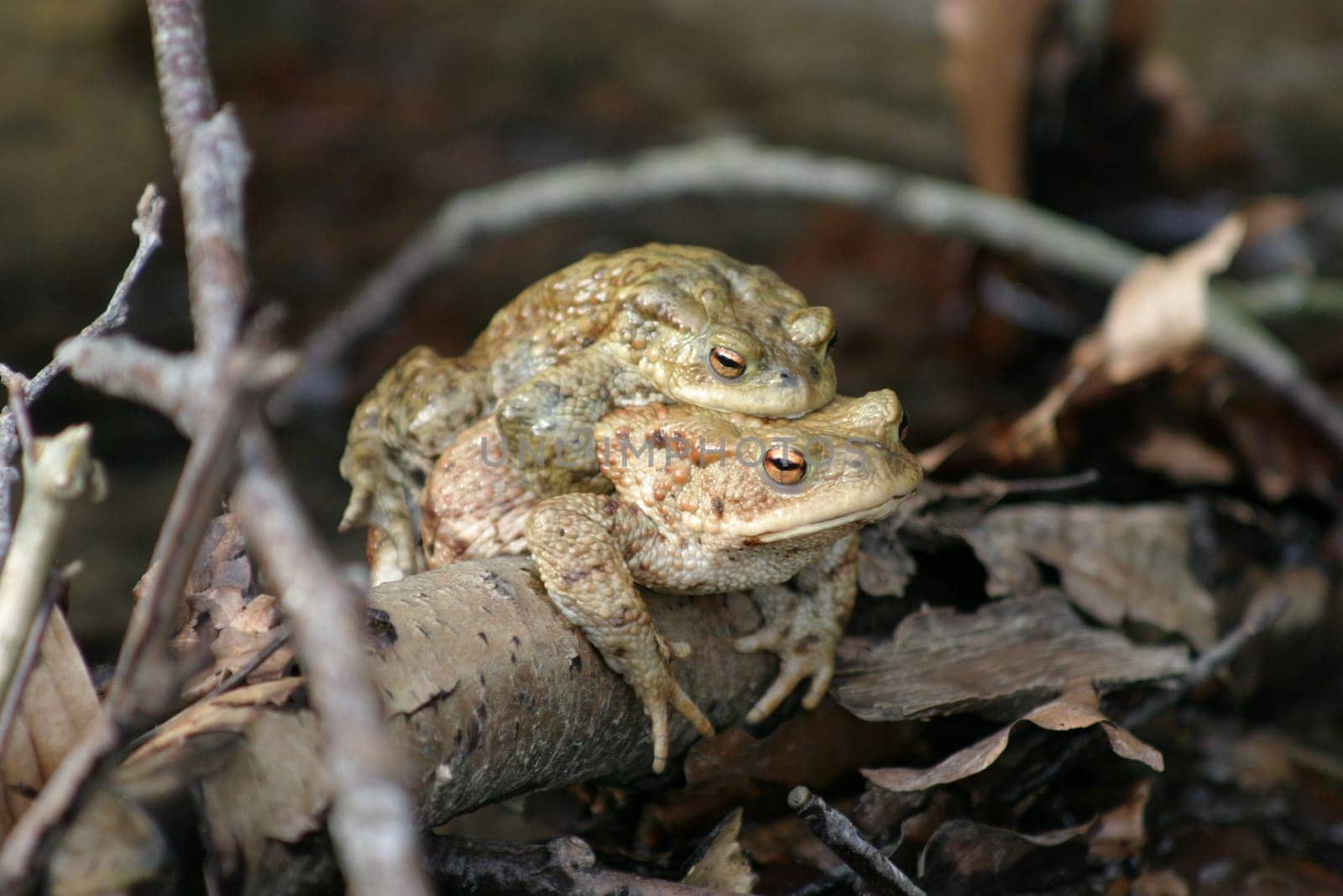 It is mating season for the common toads - here the male has already "secured"" his place on a female."