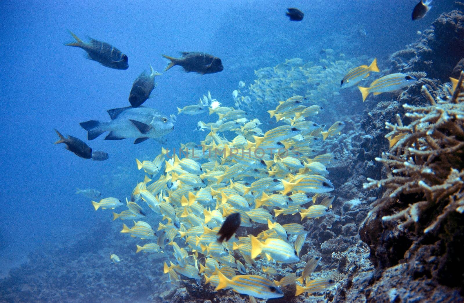 School of fish on Reef III