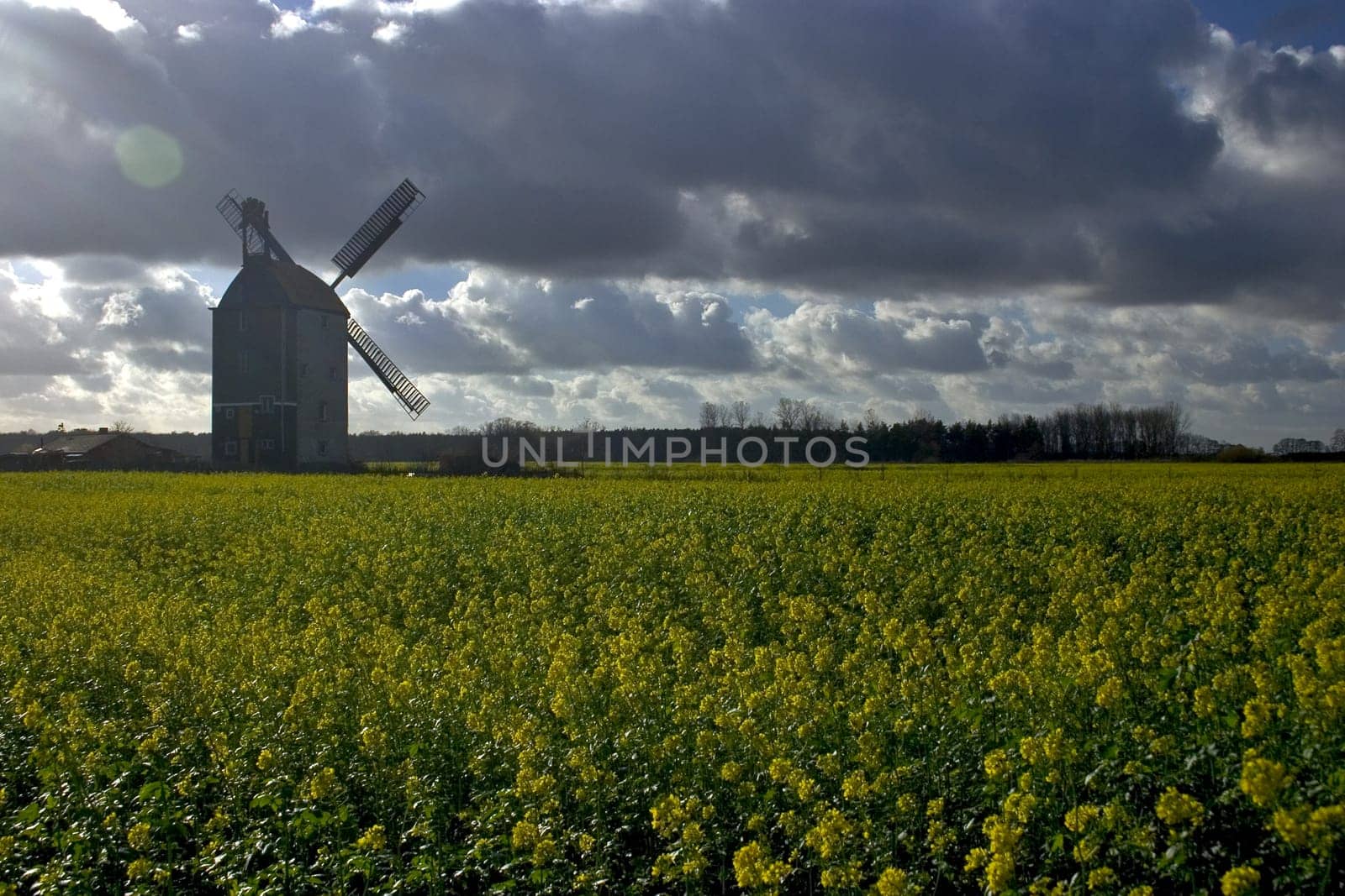 Windmill in rapeseed