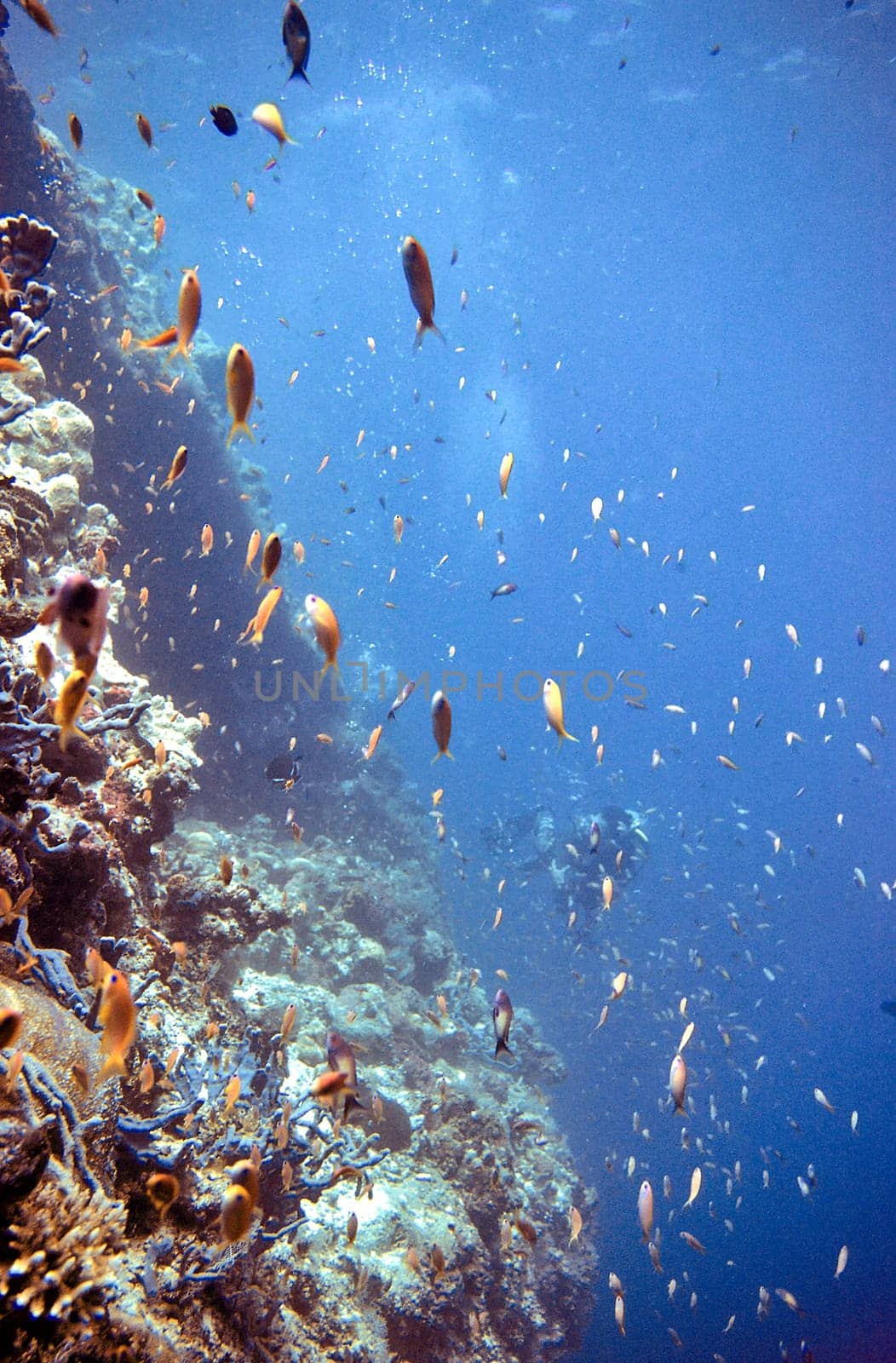 Divers in a school of fish