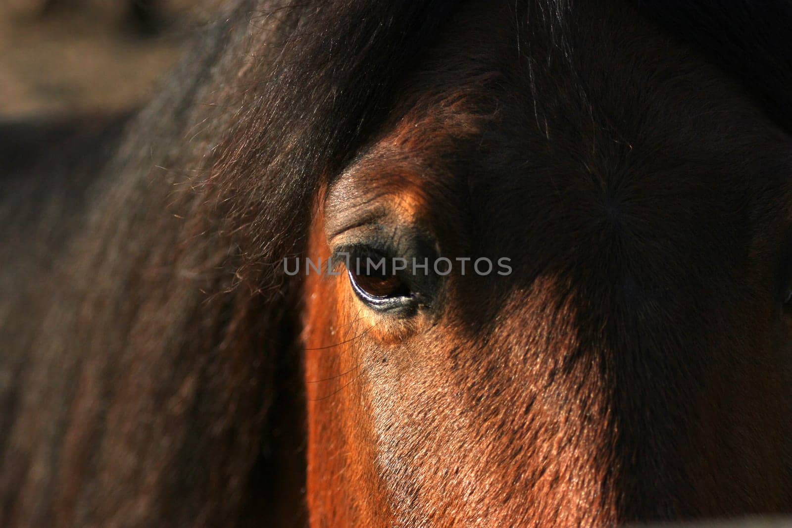 Eye to eye