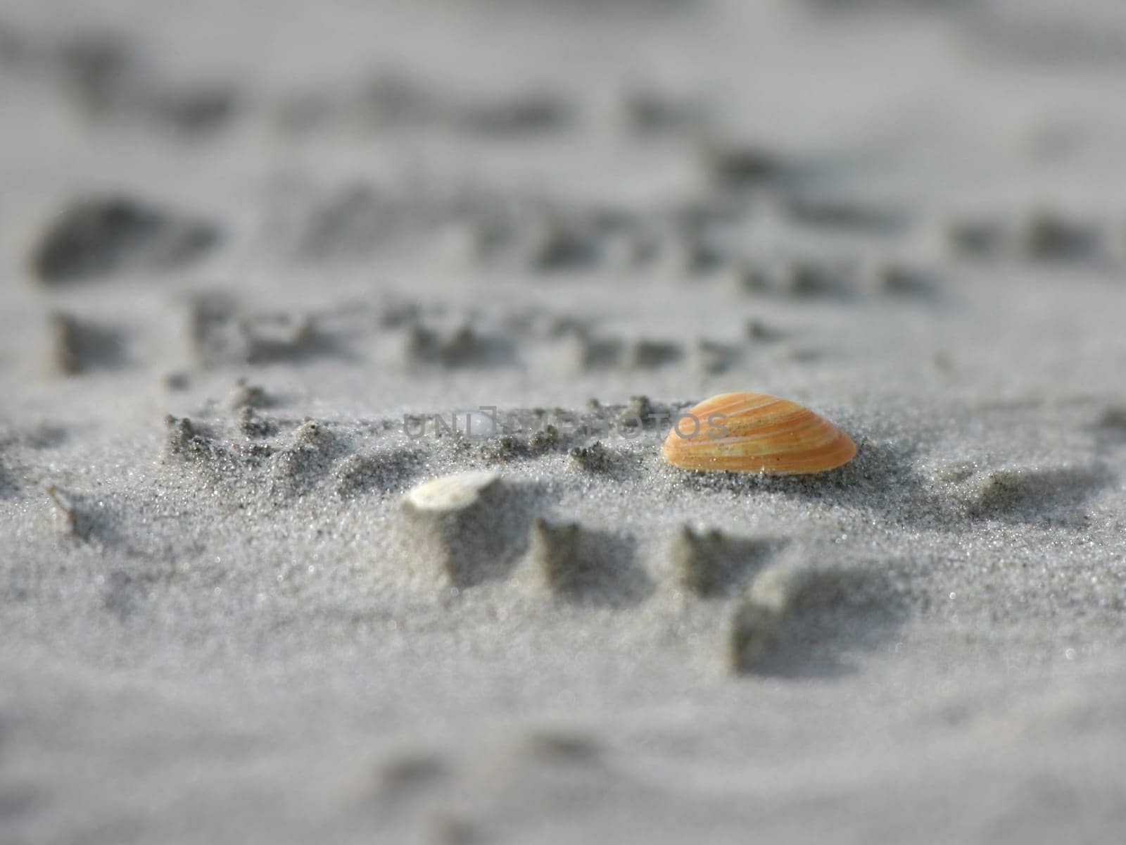 Shell on the beach