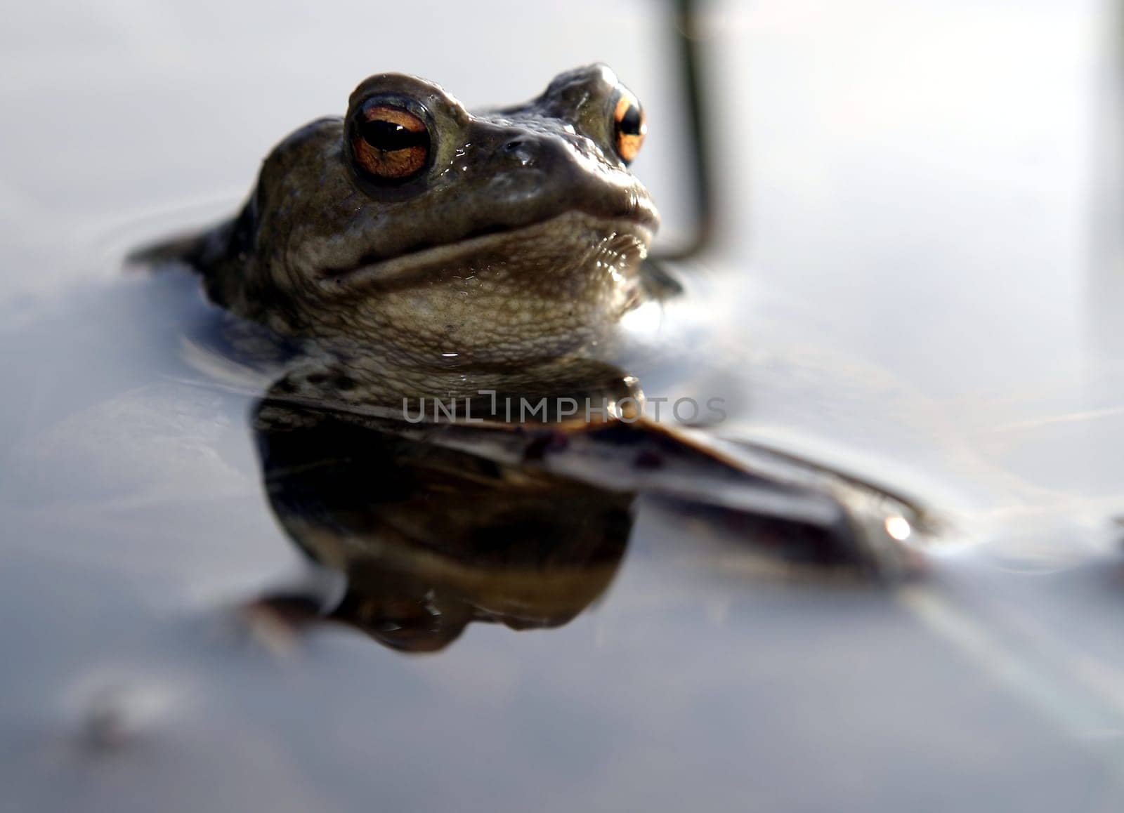 Toad