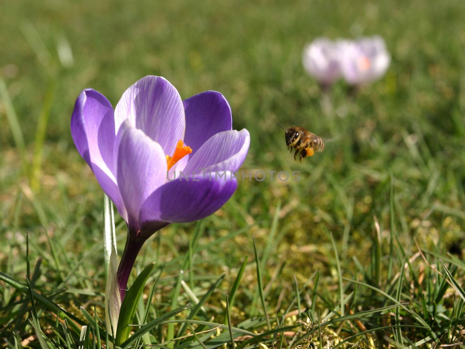 Heralds of spring