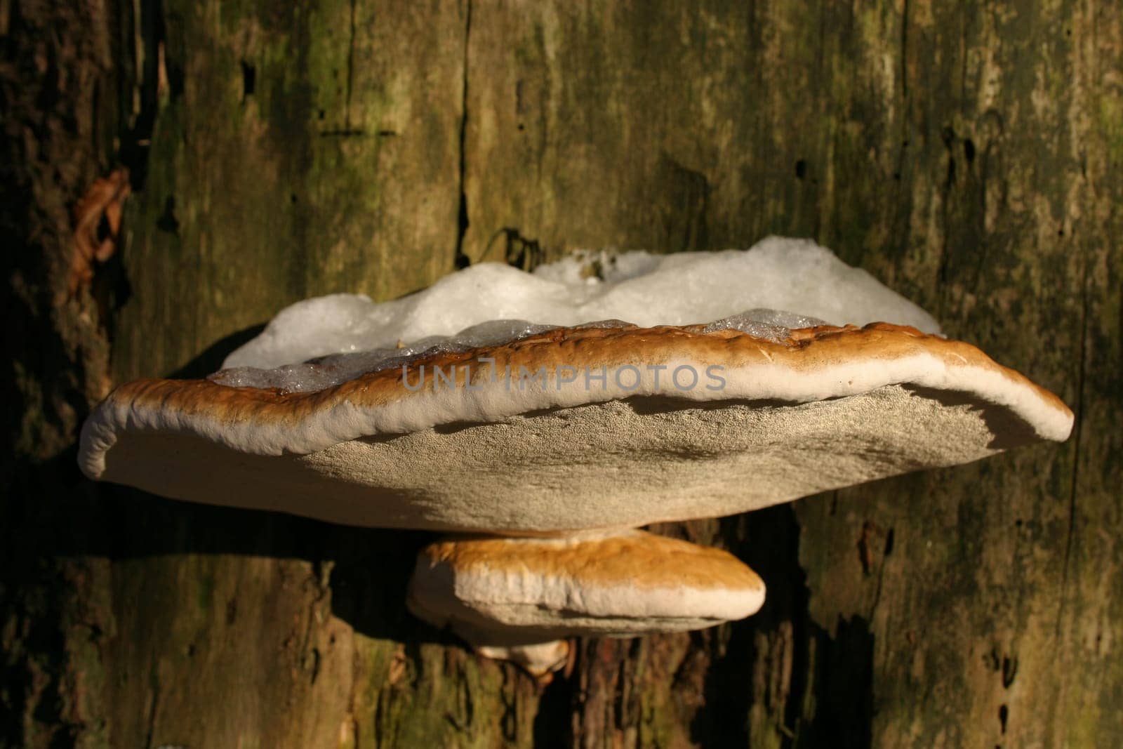 Snow mushrooms