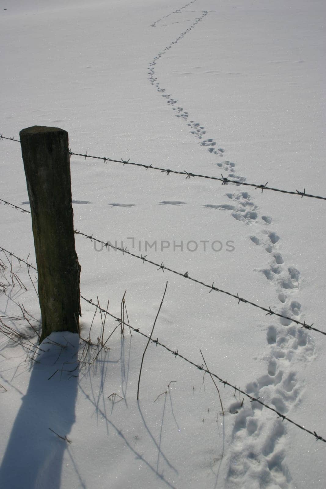 Tracks in the snow