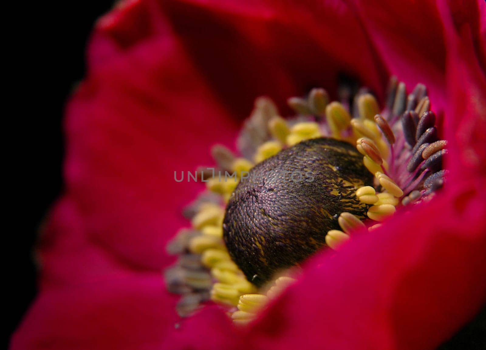 Anemones Macro