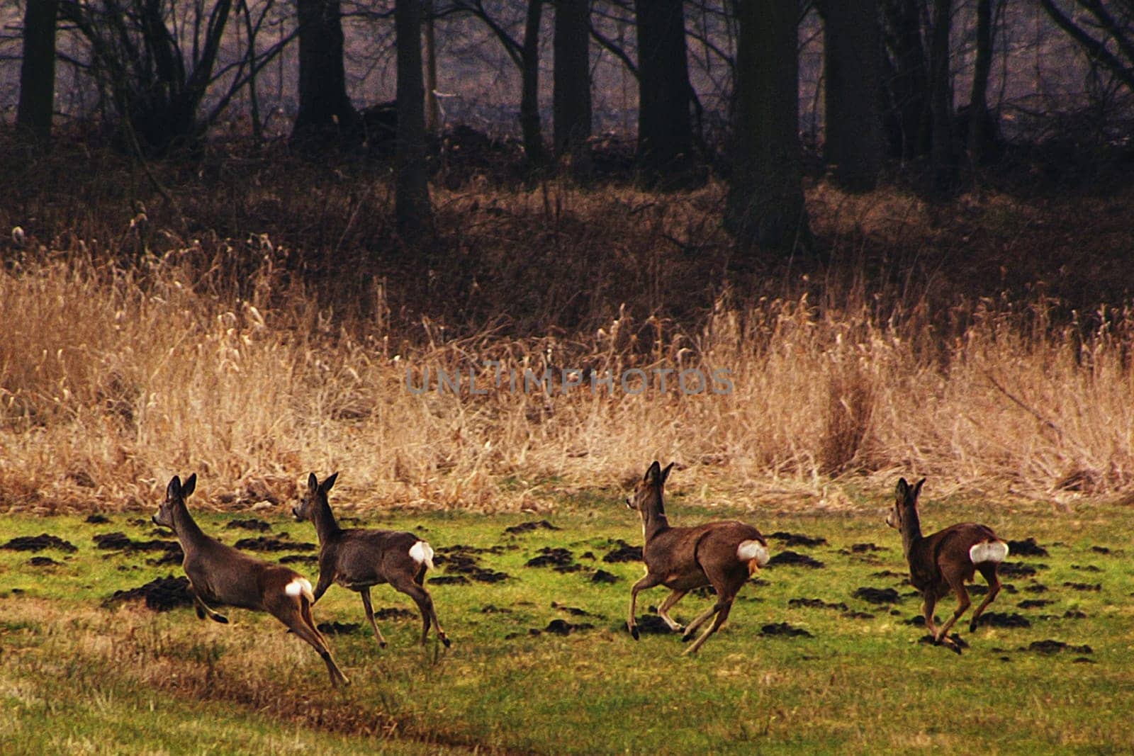 Wild deer on their way to the safe undergrowth.