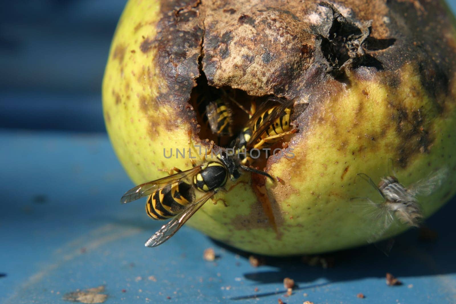 Wasp plague