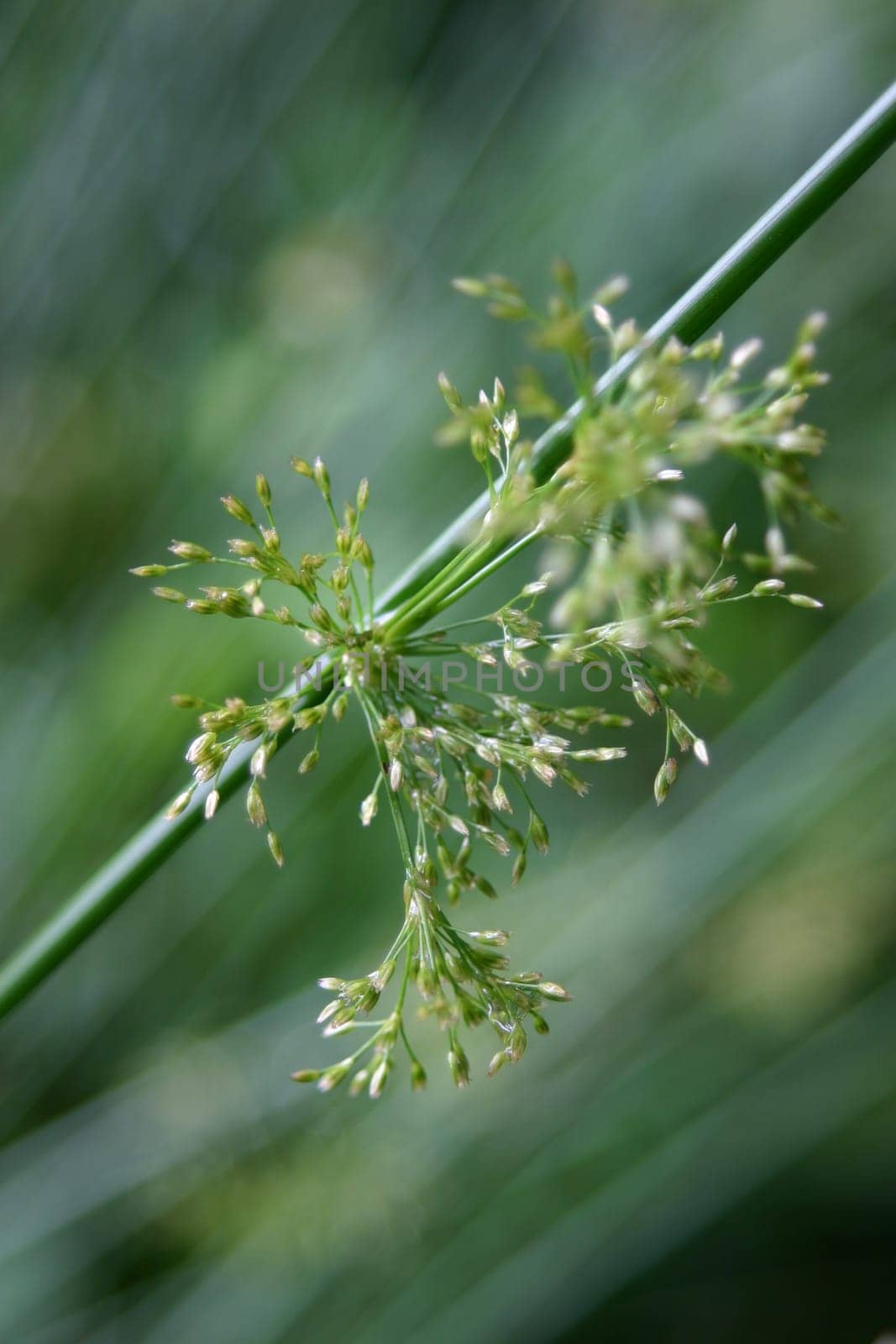 Grass-Green