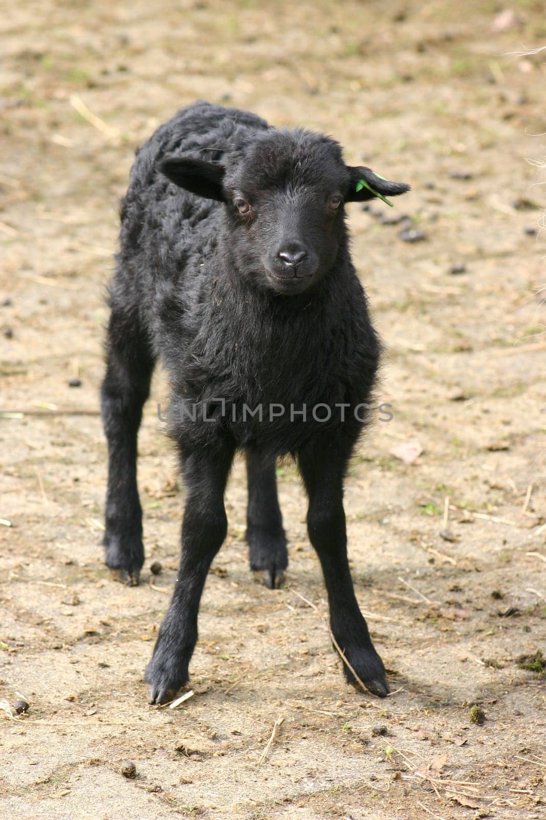 ... only a few weeks old. The lambs spend the first four weeks after birth with their mothers in the barn because they are too weak to run with the herd.