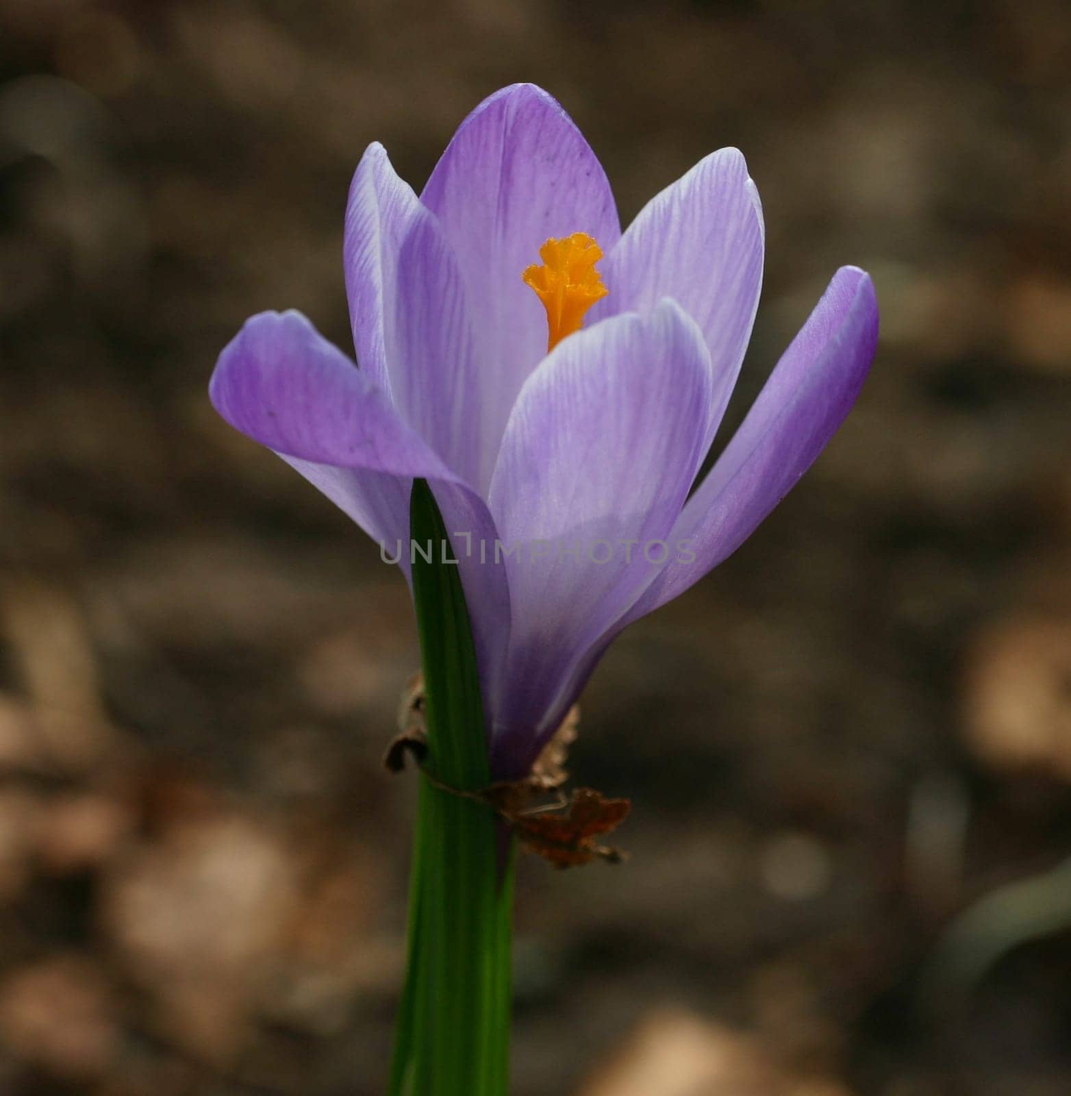 The color purple..
