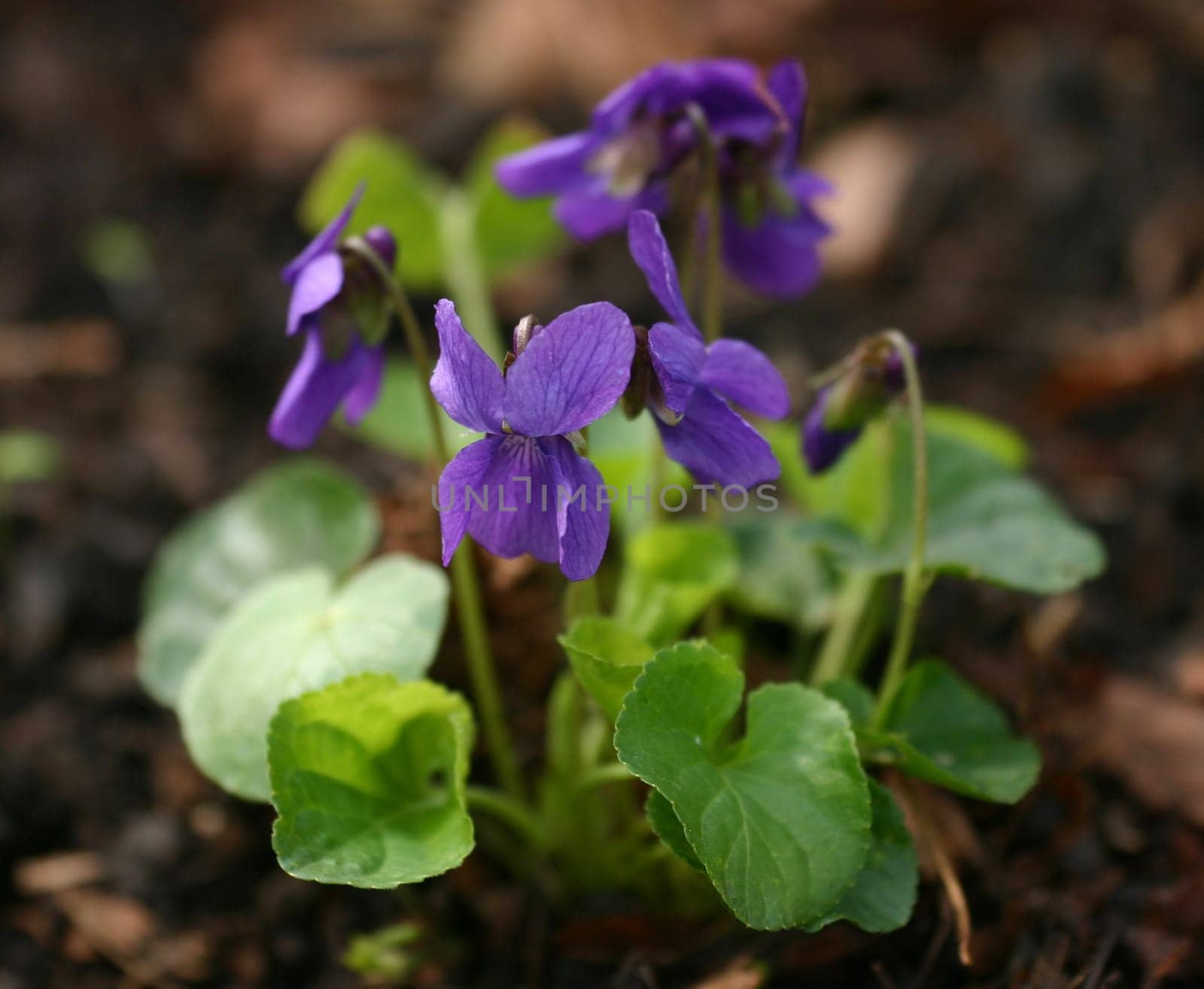 According to my information,this flower is supposed to be called dog violet. Can anyone confirm this???