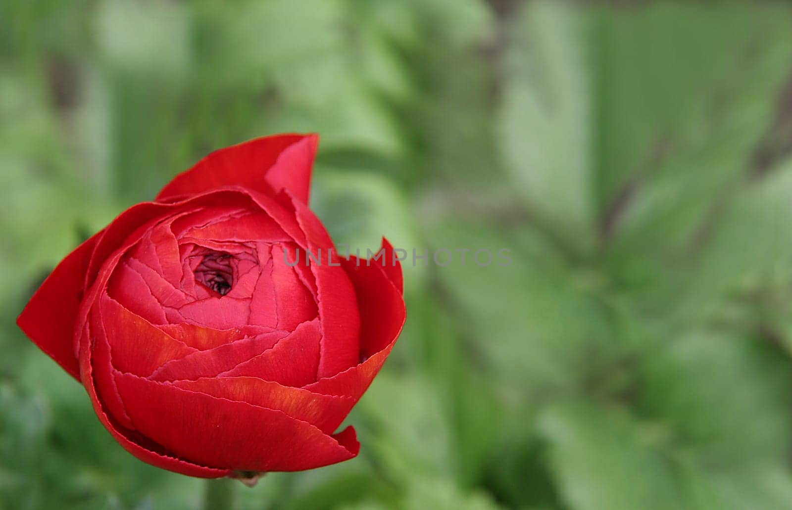 Ranunculus