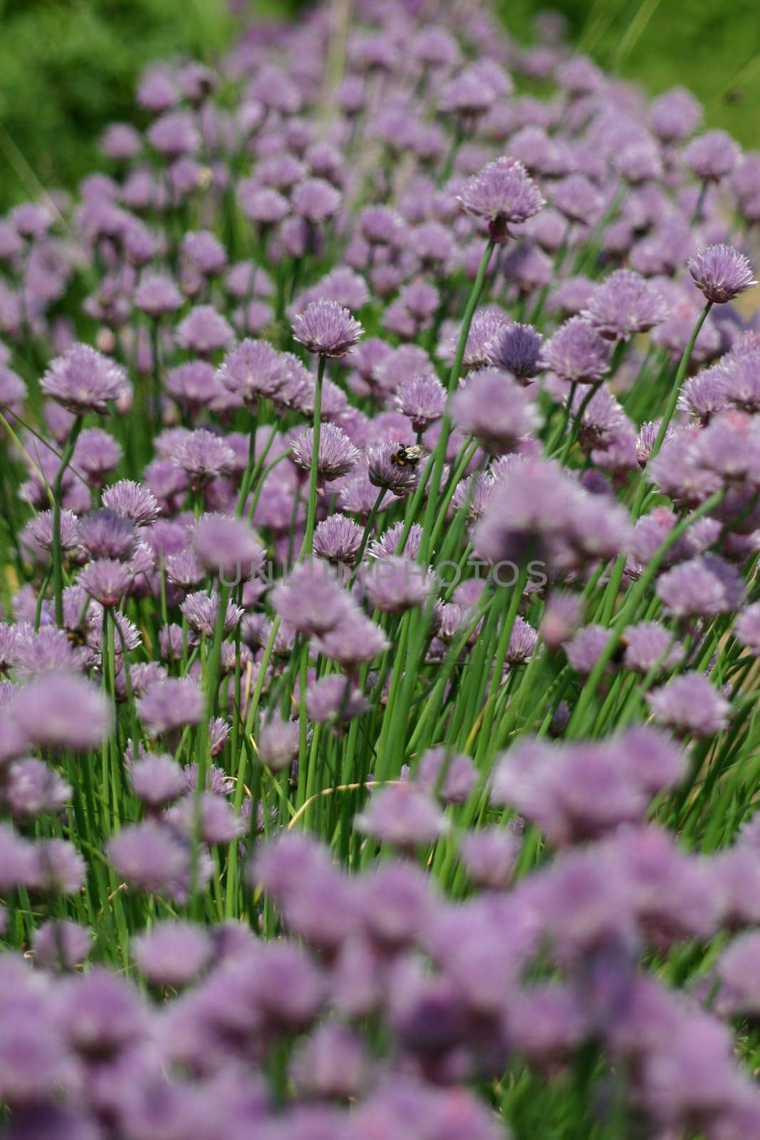 Chives Blossom