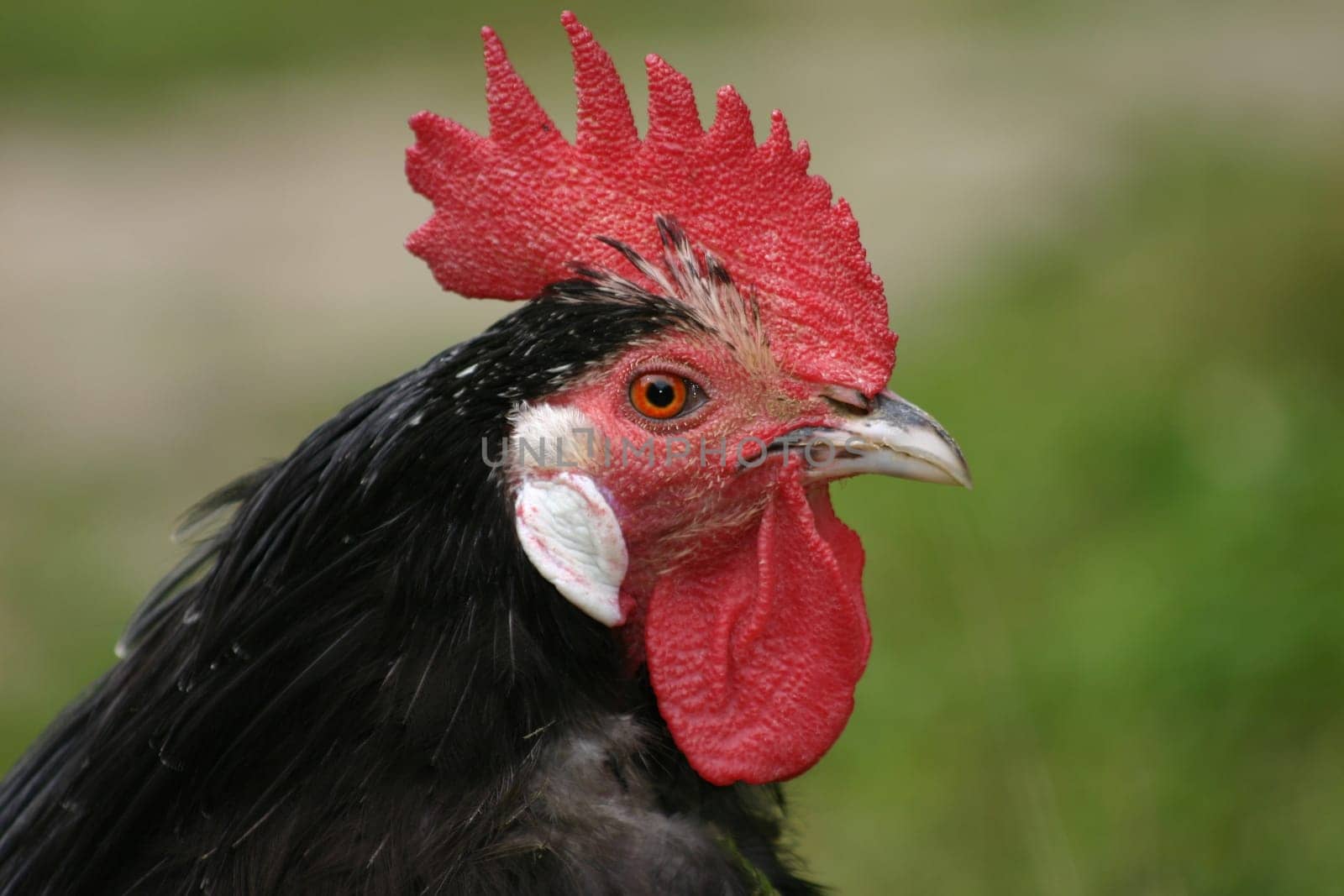 A rooster of the breed "Lakenfelder chicken"""