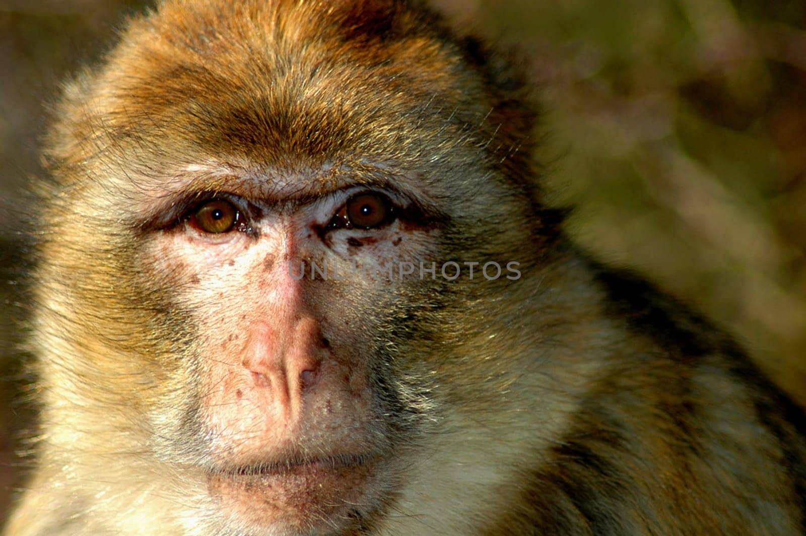 Monkey View I