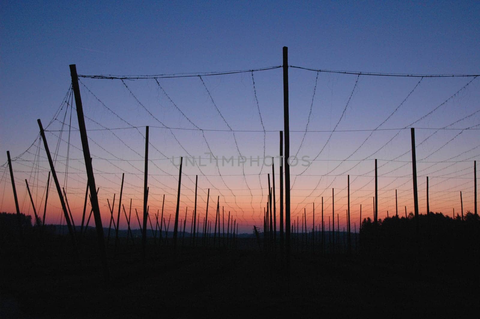 Hopfenfeld