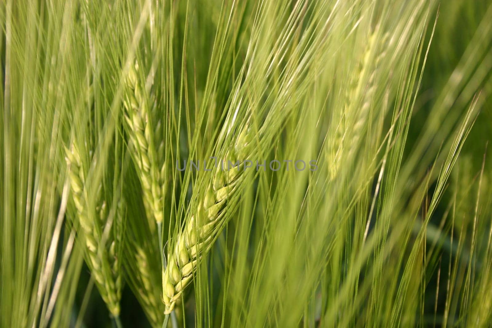 Barley
