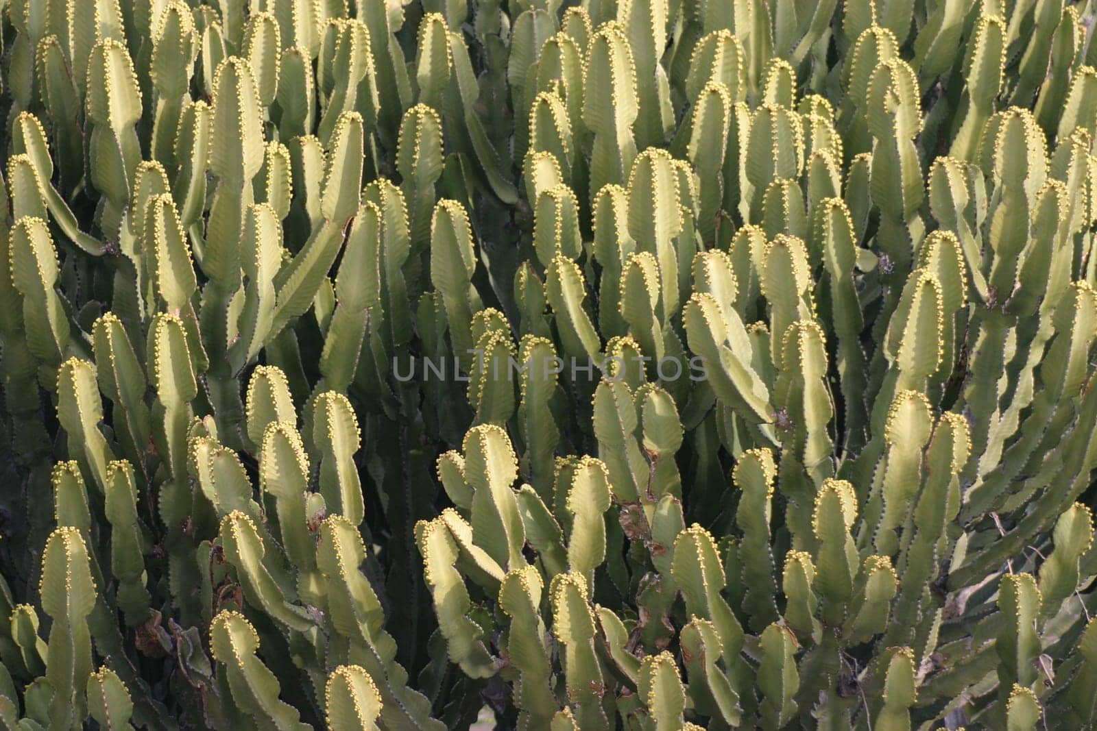 Cacti