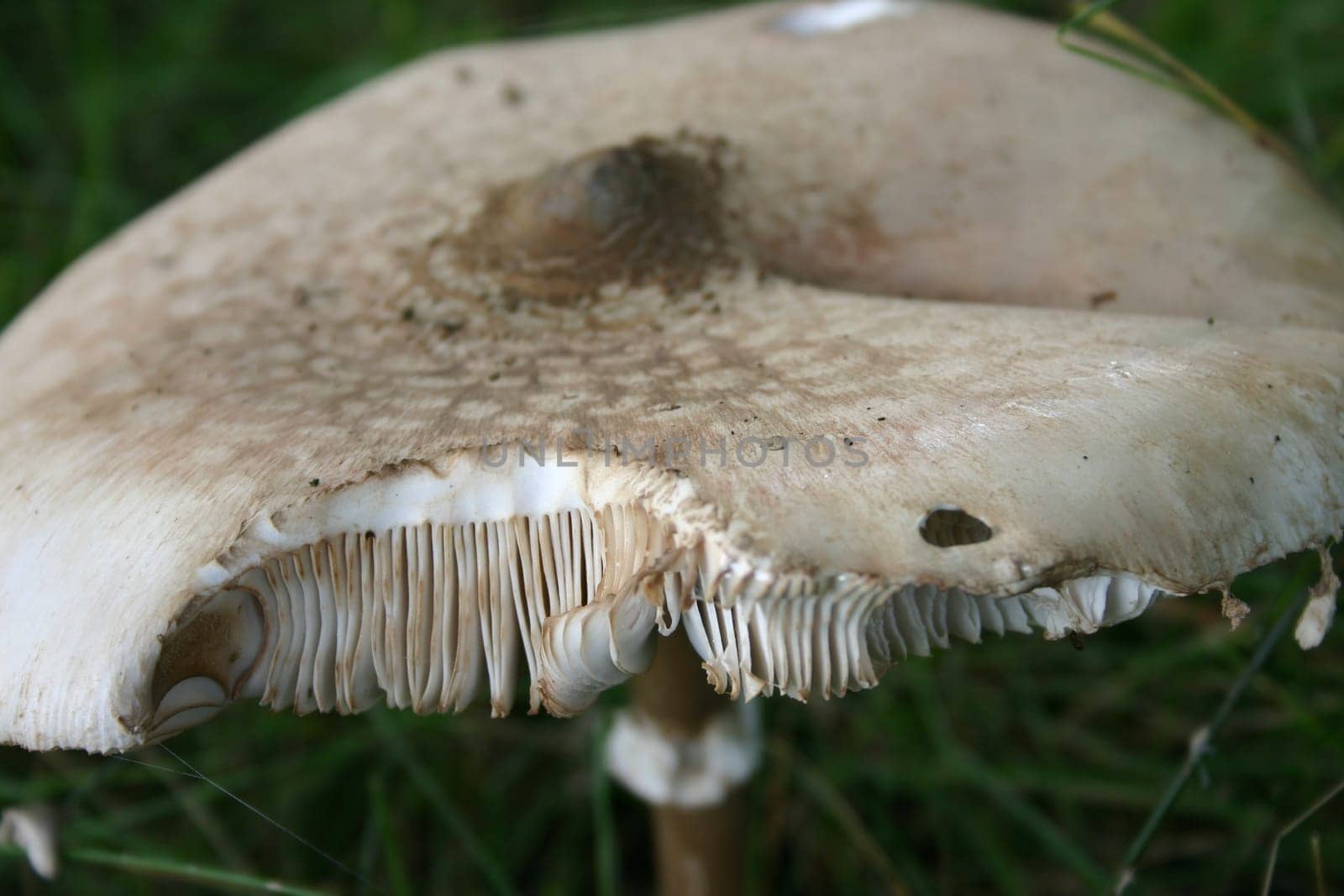 Giant umbrella mushroom