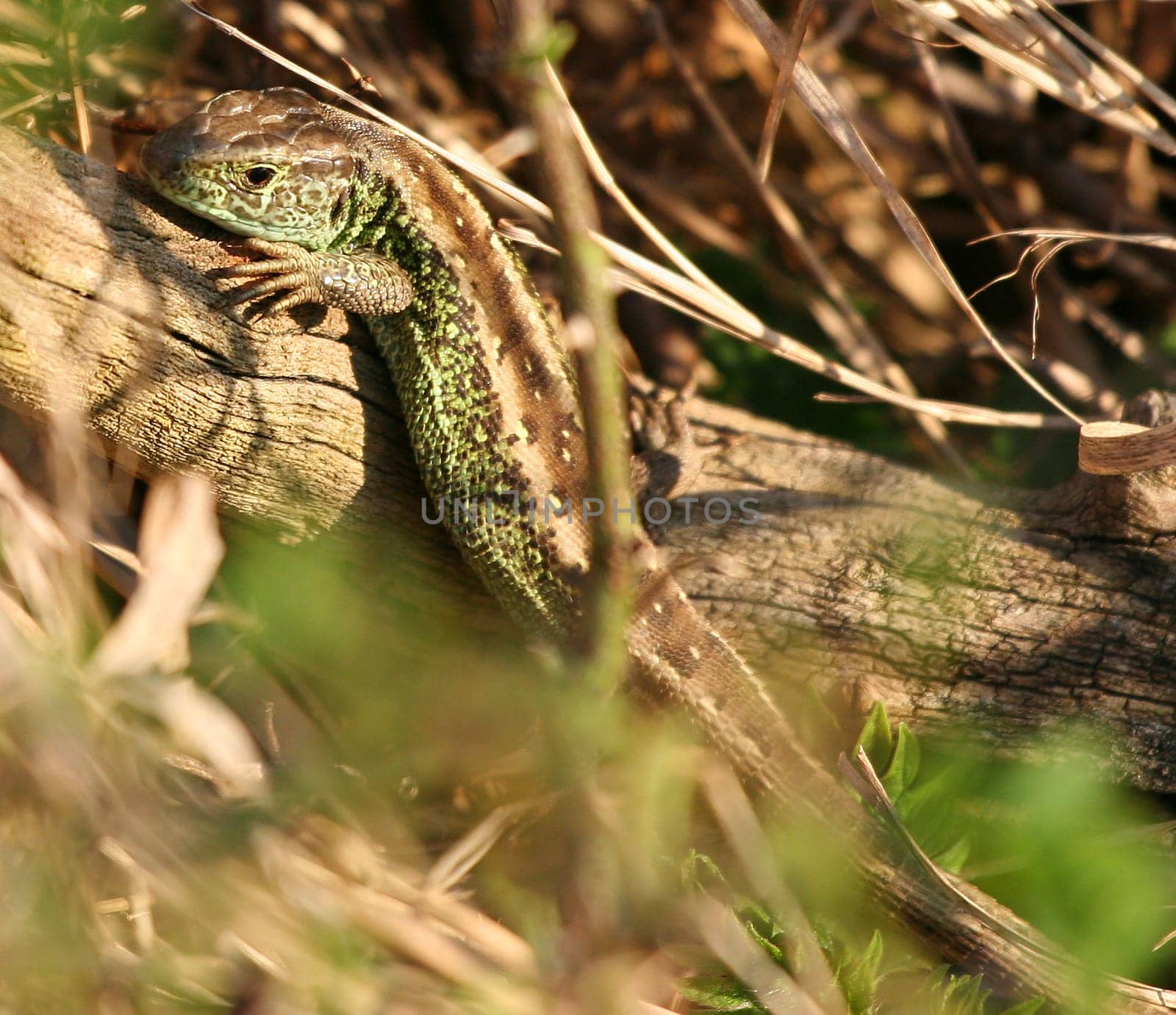 I spotted the little lizard by chance while walking when it was warming itself on a log in the sun.