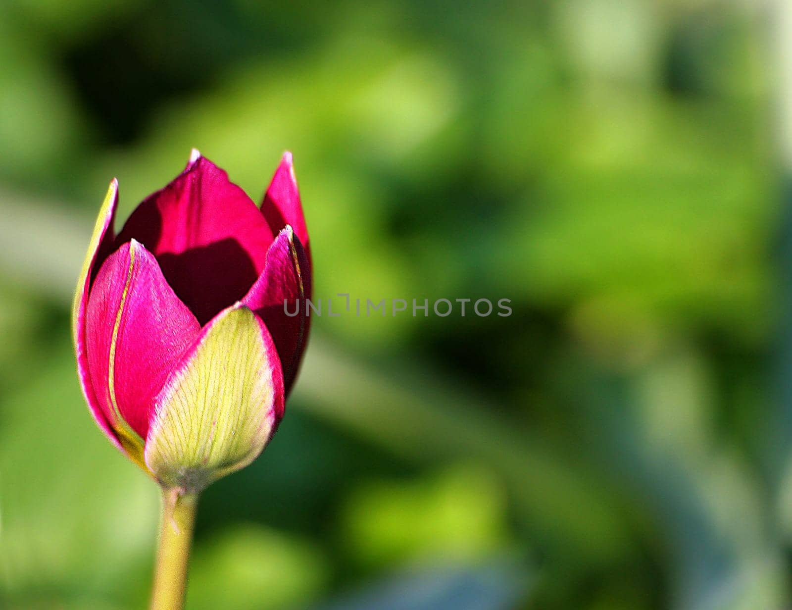 from my garden