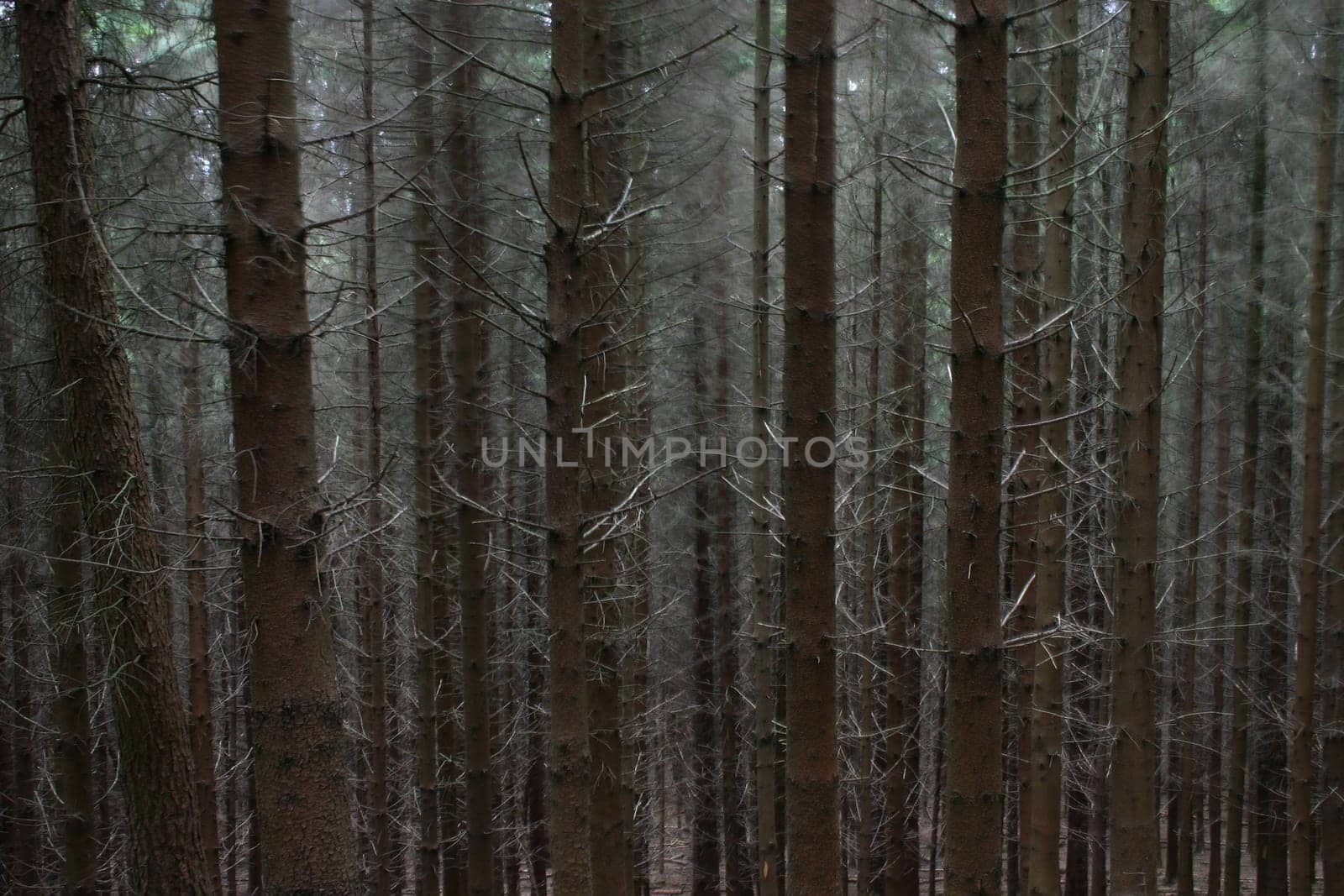 Coniferous forest