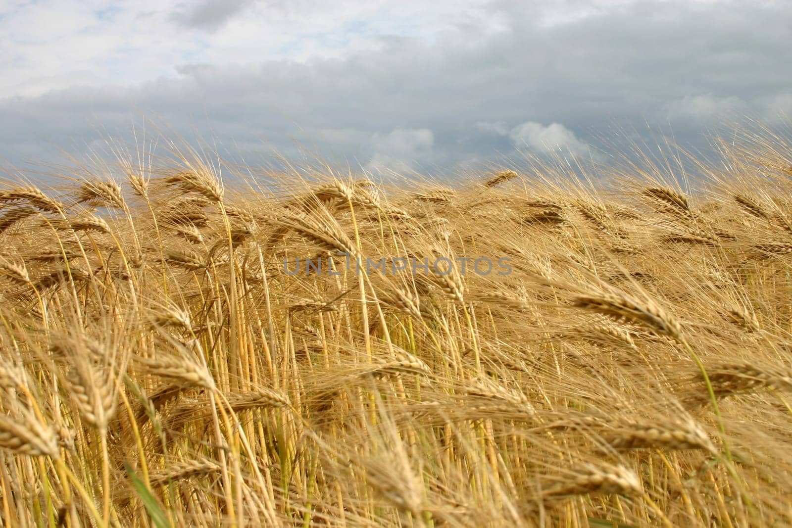billowing ears of corn