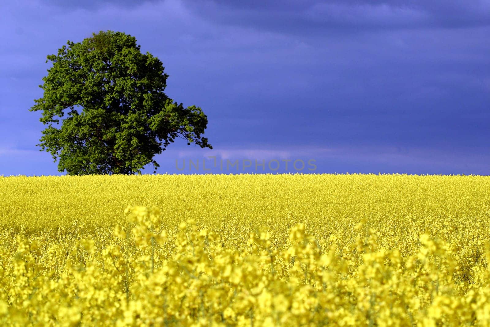 Yellow Green Blue