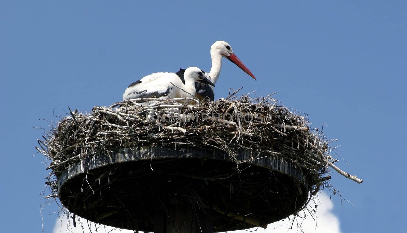 And where does the stork get the children?