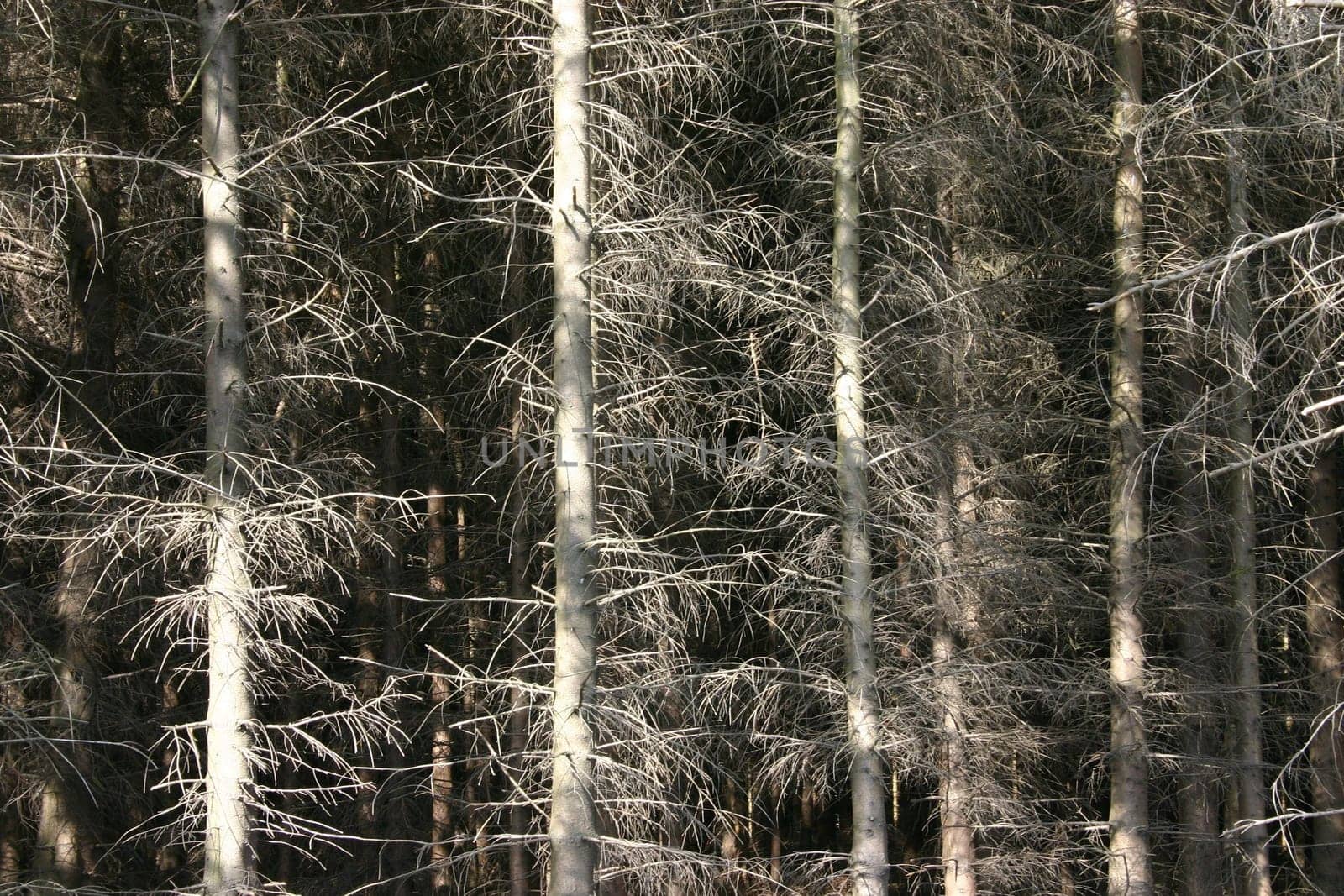 Conifers in sunlight