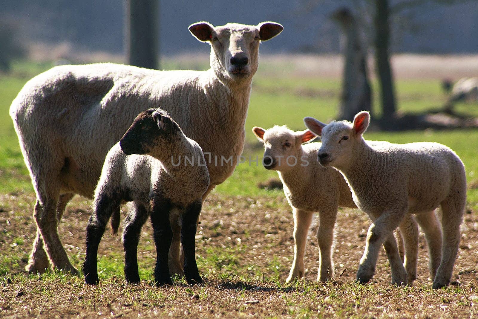 Sheep-minded observers
