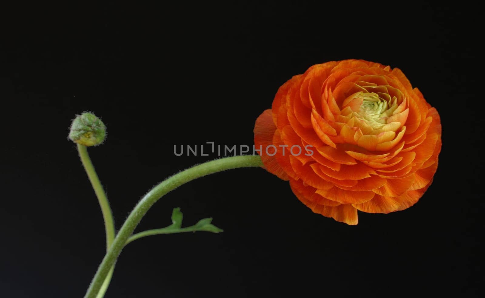 Ranunculus
