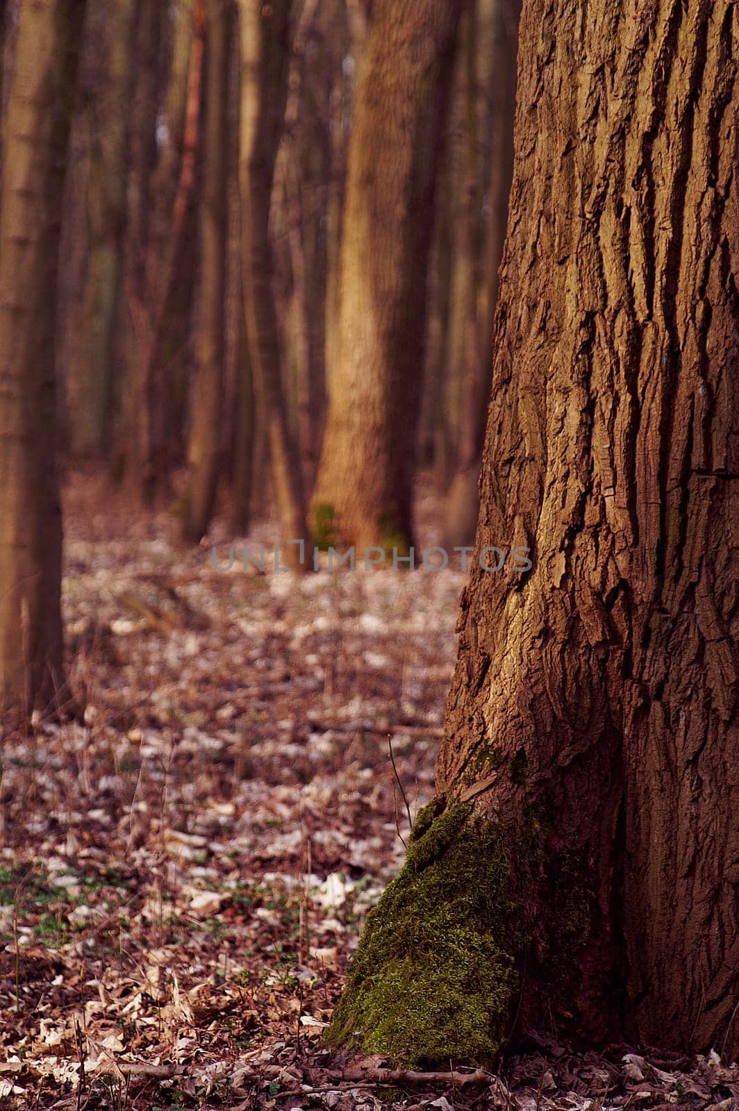 The tree