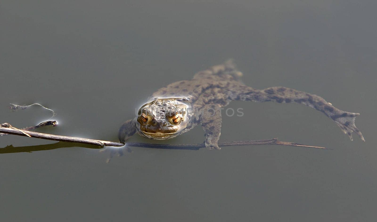 Toad in the pond
