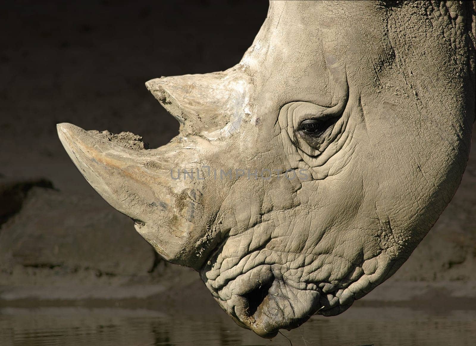 Since the background was just as gray as the rhinoceros,I cropped the rhinoceros and reworked the background with PS. Focal length 300mm,aperture 5.6 and 1/800 sec.