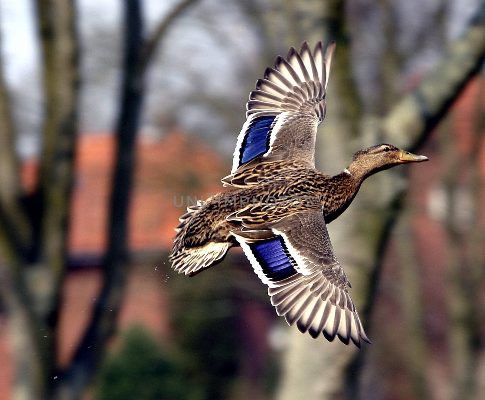 Duck in flight