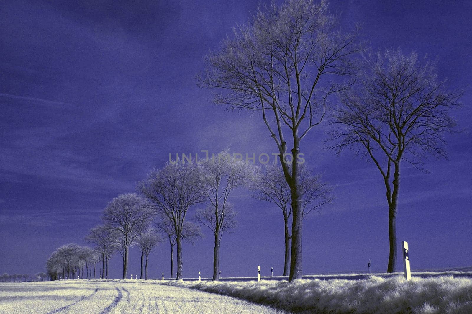 Created in April 2005 near Euskirchen. Nikon D70,Sigma 28/1.8 with infrared filter. Post-processed via color channel swap,the image would normally be red.