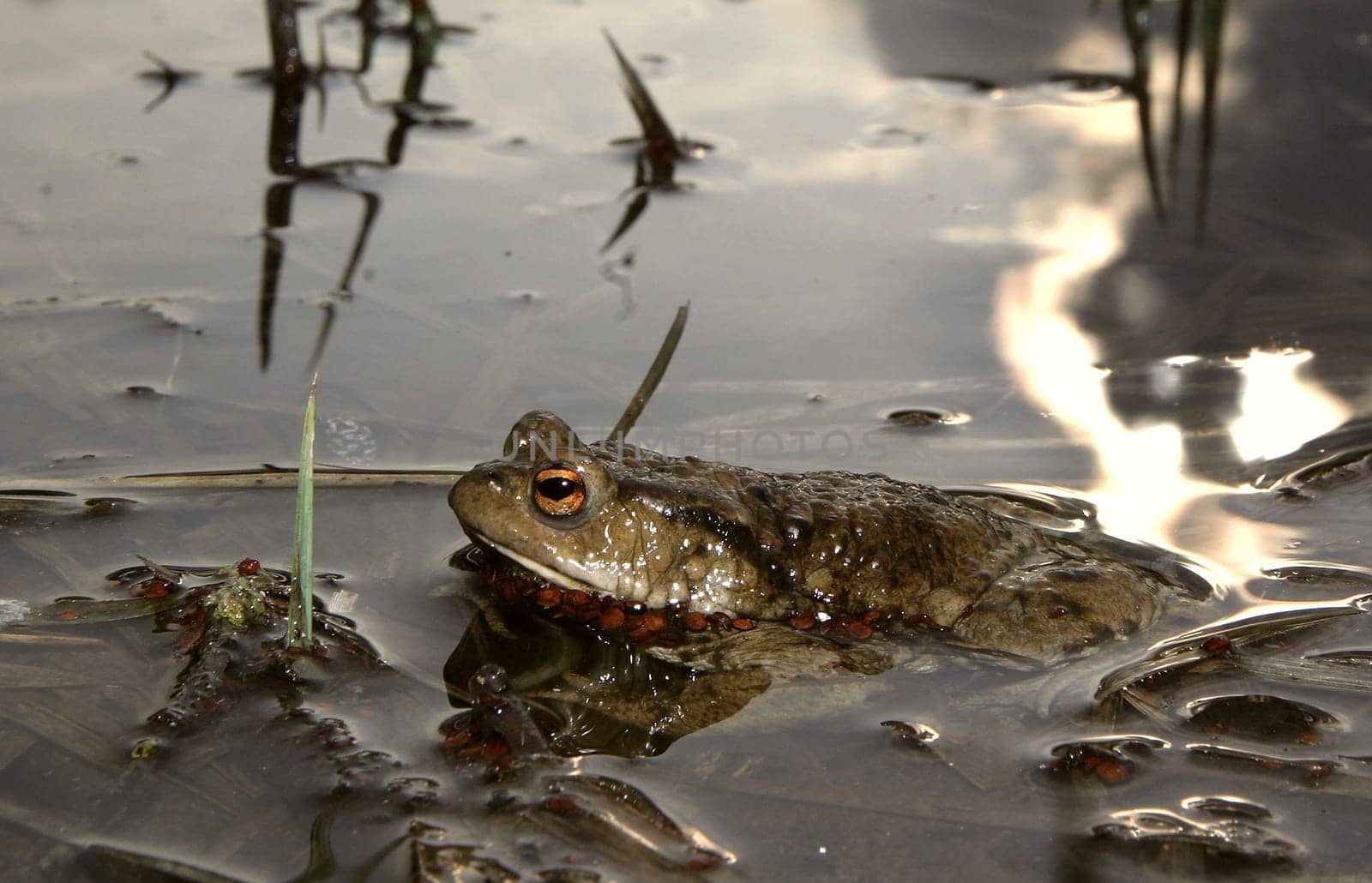 Toad